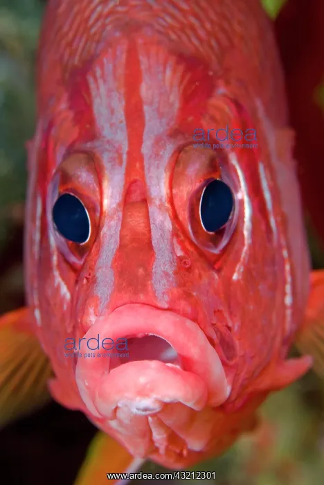 : Close-up frontal view of colorful squirrelfish : Close-up frontal view of colorful squirrelfish