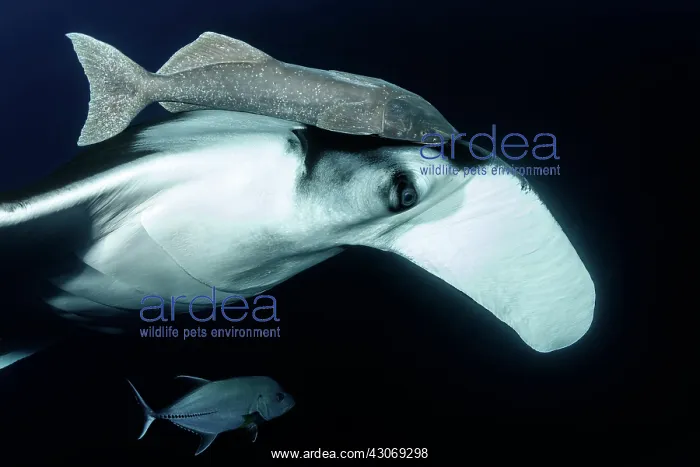 : Close-up of Giant Manta Ray, (Manta birostris) with : Close-up of Giant Manta Ray, (Manta birostris) with