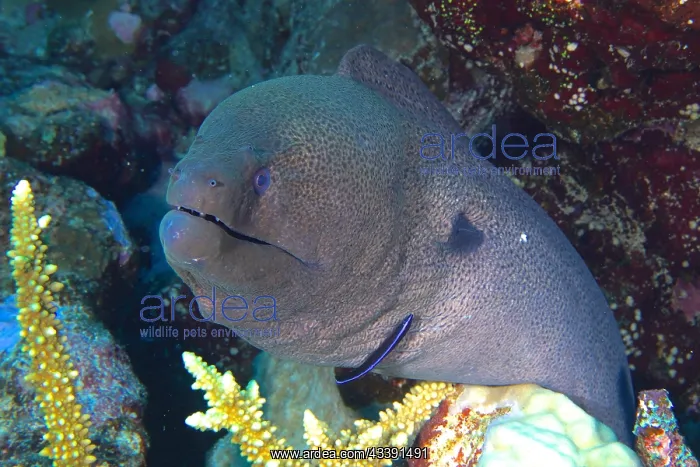 : Close-up of giant moray (Gymnothorax javanicus) : Close-up of giant moray (Gymnothorax javanicus)