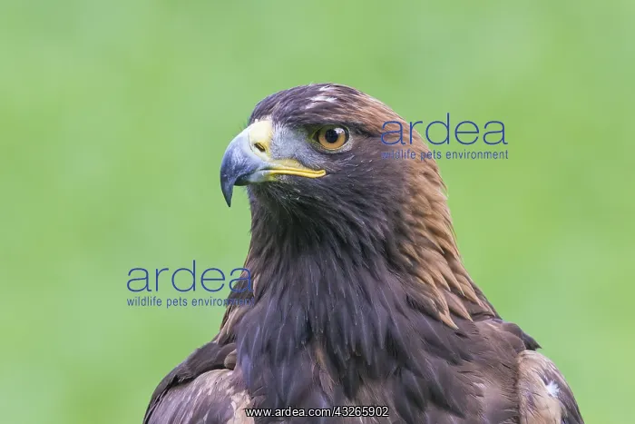 : Close-up of a Golden Eagle (Aquila chrysaetos) : Close-up of a Golden Eagle (Aquila chrysaetos)