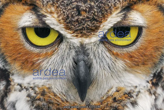 : Close-up of Great horned owl : Close-up of Great horned owl