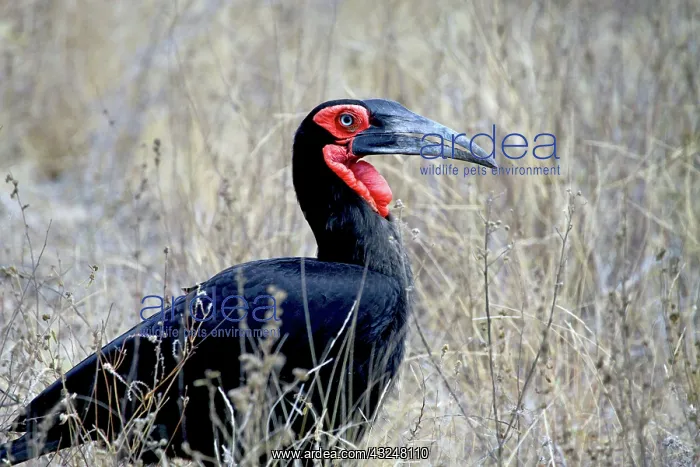 : Close-up of a Ground Hornbill, Kruger National : Close-up of a Ground Hornbill, Kruger National