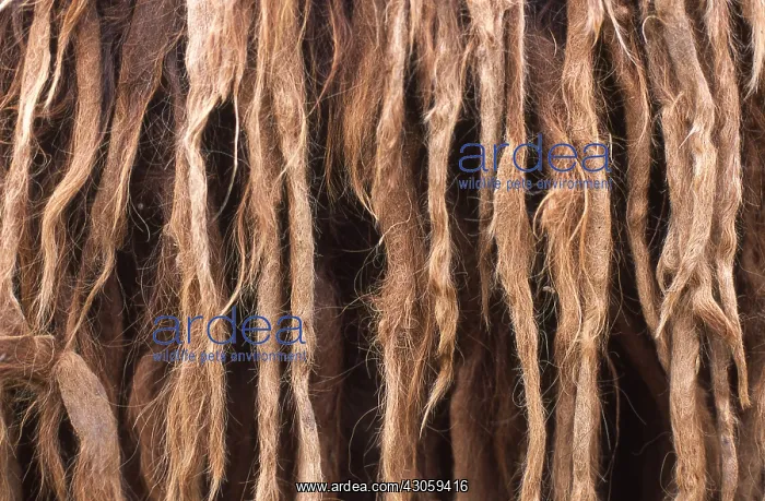 : Close-up of the hairs of Baudet of Poitou : Close-up of the hairs of Baudet of Poitou