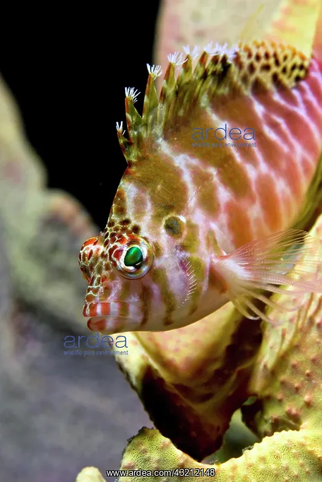 : Close-up of hawkfish (Cirrhitidae) among : Close-up of hawkfish (Cirrhitidae) among
