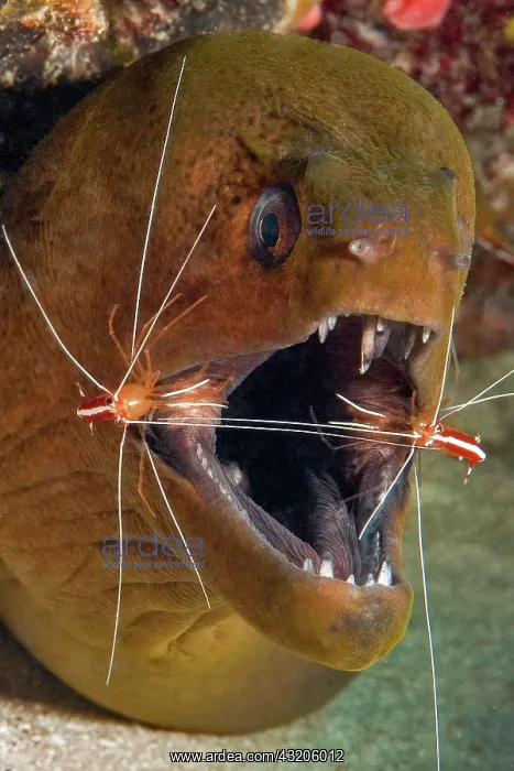 : Close-up, head of a giant moray (Gymnothorax javanicus) : Close-up, head of a giant moray (Gymnothorax javanicus)