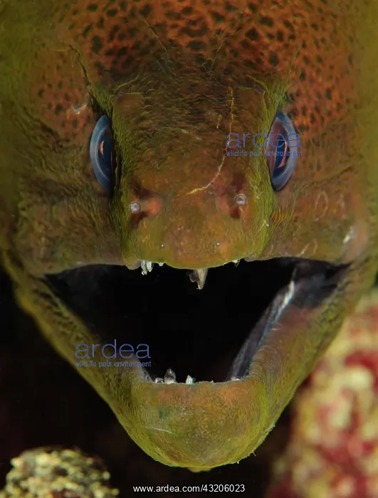 : Close-up, head of a giant moray (Gymnothorax javanicus) : Close-up, head of a giant moray (Gymnothorax javanicus)