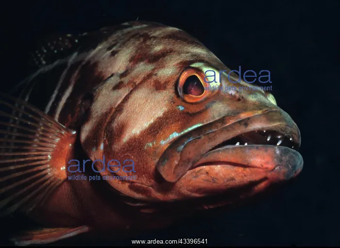 : Close-up of head of King Sawfish (Serranus atricauda) : Close-up of head of King Sawfish (Serranus atricauda)