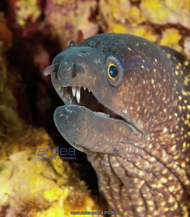 : Close-up of head of Mediterranean moray (Muraena : Close-up of head of Mediterranean moray (Muraena