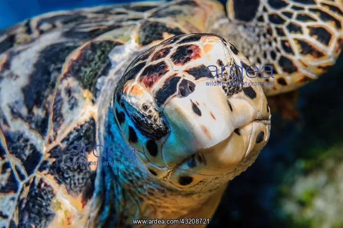 : Close-up of head Portrait of sea turtle hawksbill : Close-up of head Portrait of sea turtle hawksbill
