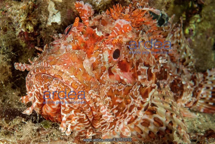  : Close-up of head of red scorpionfish (Scorpaena