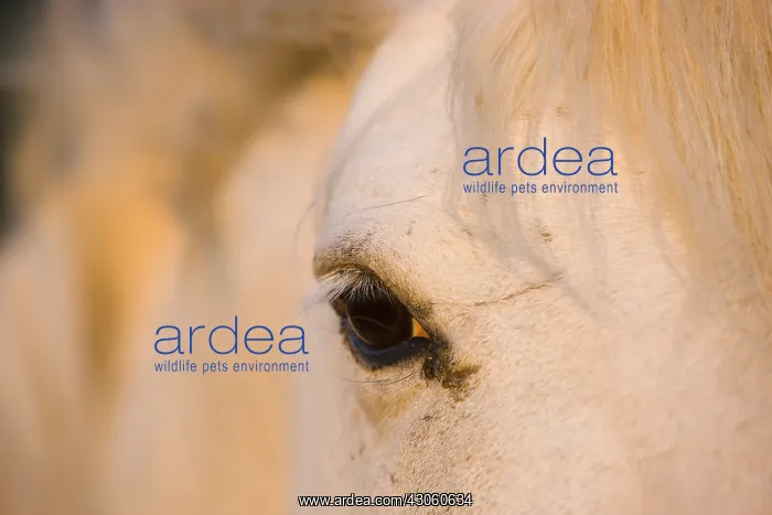 : Close-up of head of White Camargue horse Camargue France : Close-up of head of White Camargue horse Camargue France