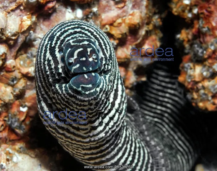 : Close-up of head of zebra moray (Gymnomuraen zebra) : Close-up of head of zebra moray (Gymnomuraen zebra)