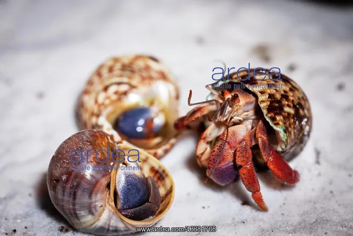 : Close-up of a hermit crab in a snail shell : Close-up of a hermit crab in a snail shell