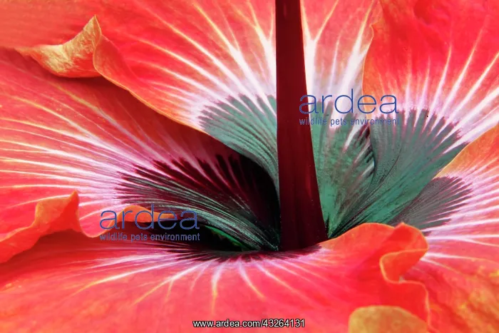  : Close-up of hibiscus flower