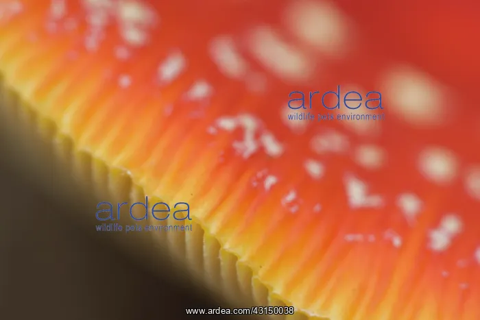 : Close-up of the hood of a Fly Agaric : Close-up of the hood of a Fly Agaric