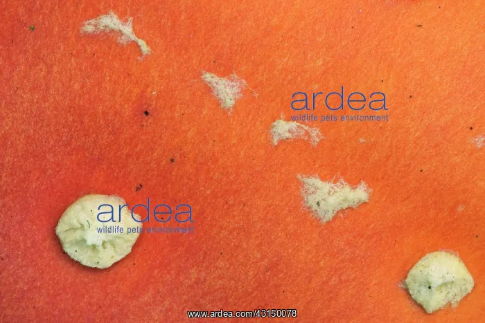 : Close-up of the hood of a Fly Agaric : Close-up of the hood of a Fly Agaric