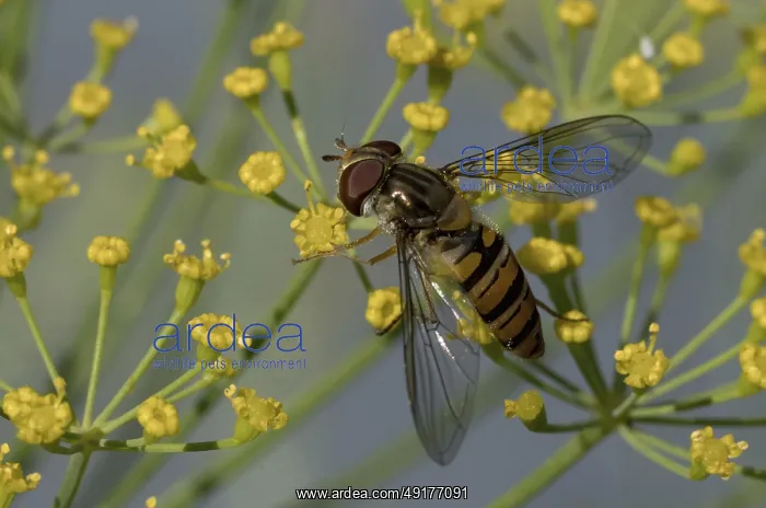 : Close-up of hoverfly feeding on yellow dill flowers : Close-up of hoverfly feeding on yellow dill flowers