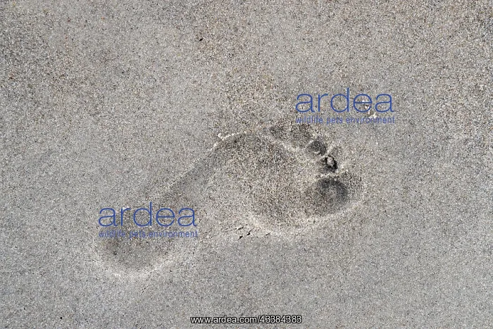 : Close-up of human footprint in the sand on sandy : Close-up of human footprint in the sand on sandy