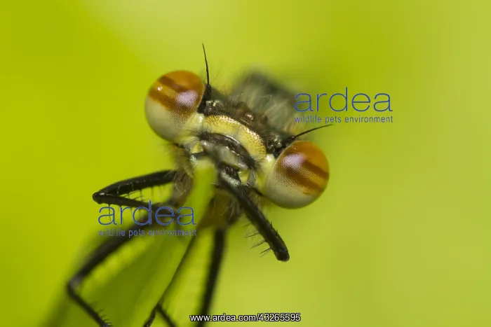 : Close-up of a just emerged Large Red Damselfly : Close-up of a just emerged Large Red Damselfly