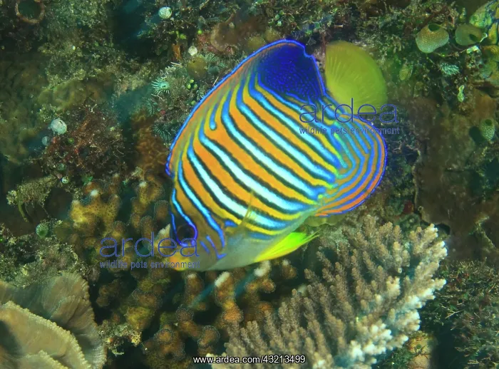 : Close-up of juvenile regal angelfish (Pygoplites : Close-up of juvenile regal angelfish (Pygoplites