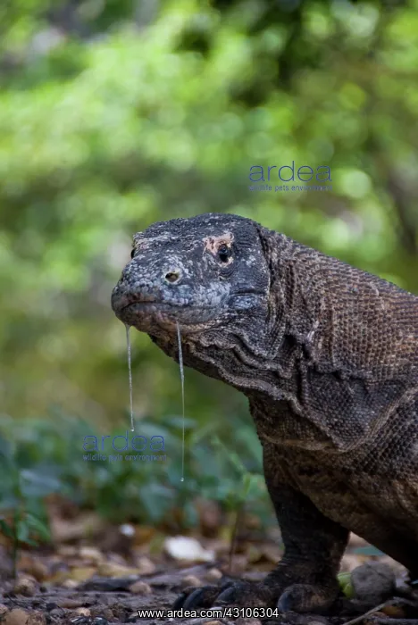 : Close-up of Komodo dragon, Komodo National : Close-up of Komodo dragon, Komodo National