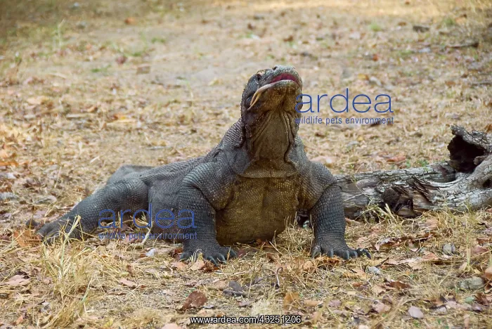 : Close-up of Komodo dragon, Komodo National : Close-up of Komodo dragon, Komodo National