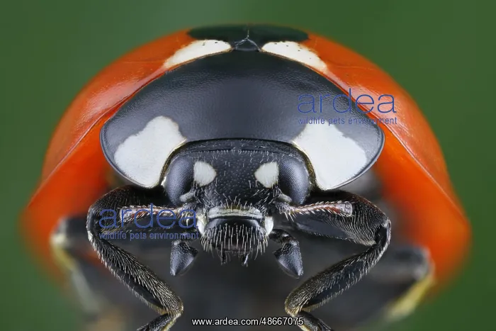 : Close-up of a ladybird (Coccinella septempunctata) in : Close-up of a ladybird (Coccinella septempunctata) in