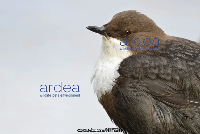 : At the close-up limit... White-throated Dipper (Cinclus cinclus) in portrait : At the close-up limit... White-throated Dipper (Cinclus cinclus) in portrait