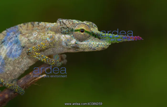 : Close-up long-nosed chameleon (Calumma gallus) on : Close-up long-nosed chameleon (Calumma gallus) on