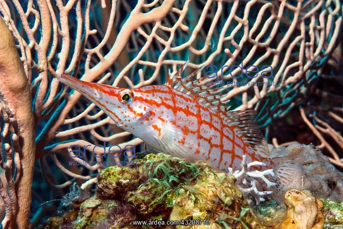 : Close-up of longnose hawkfish (Oxycirrhites typus) : Close-up of longnose hawkfish (Oxycirrhites typus)