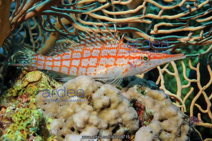 : Close-up of longnose hawkfish (Oxycirrhites typus) : Close-up of longnose hawkfish (Oxycirrhites typus)