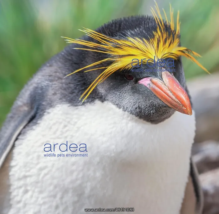 : Close-up of a macaroni penguin (Eudyptes chrysolophus) : Close-up of a macaroni penguin (Eudyptes chrysolophus)