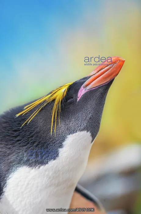 : Close-up of a macaroni penguin (Eudyptes chrysolophus) : Close-up of a macaroni penguin (Eudyptes chrysolophus)