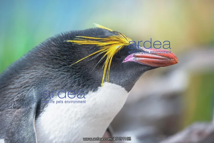 : Close-up of a macaroni penguin (Eudyptes chrysolophus) : Close-up of a macaroni penguin (Eudyptes chrysolophus)