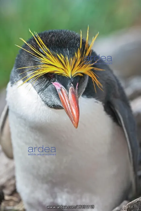 : Close-up of a macaroni penguin (Eudyptes chrysolophus) : Close-up of a macaroni penguin (Eudyptes chrysolophus)