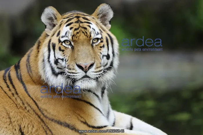 : Close-up of a majestic tiger with detailed stripes in the : Close-up of a majestic tiger with detailed stripes in the