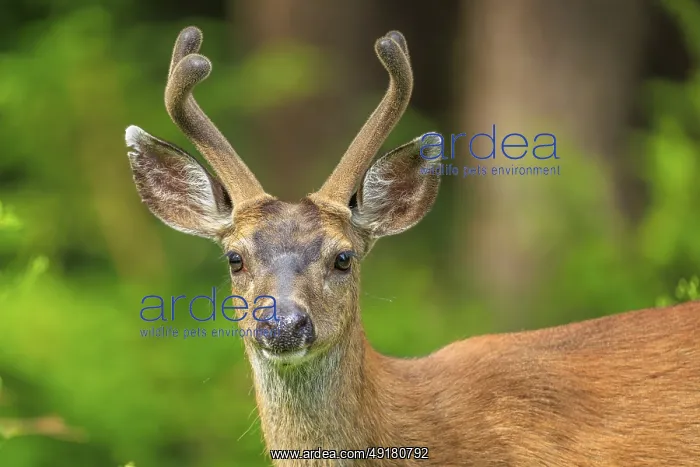 : Close-up of a male Columbia Black-Tailed Deer (Odocoileus hemionug columbianus) with velvet antlers : Close-up of a male Columbia Black-Tailed Deer (Odocoileus hemionug columbianus) with velvet antlers