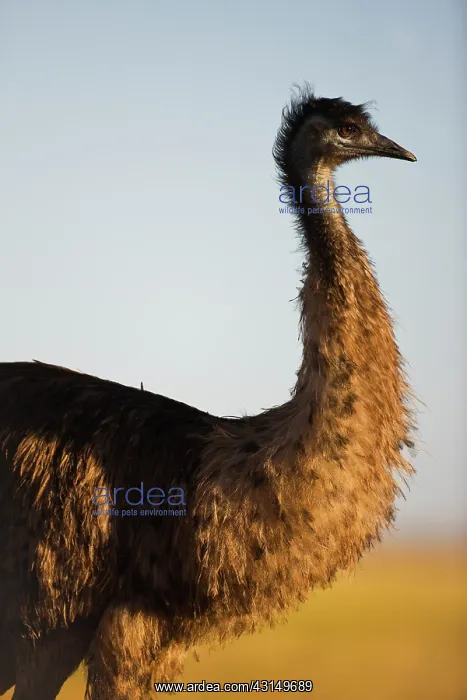 : Emu. Close-up of a male emu (Dromaius novaehollandiae) : Emu. Close-up of a male emu (Dromaius novaehollandiae)