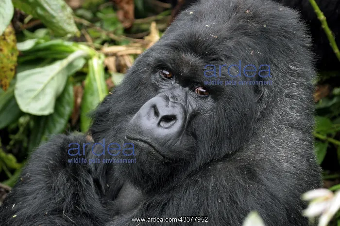: Close-up of male Mountain gorilla (Gorilla gorilla : Close-up of male Mountain gorilla (Gorilla gorilla