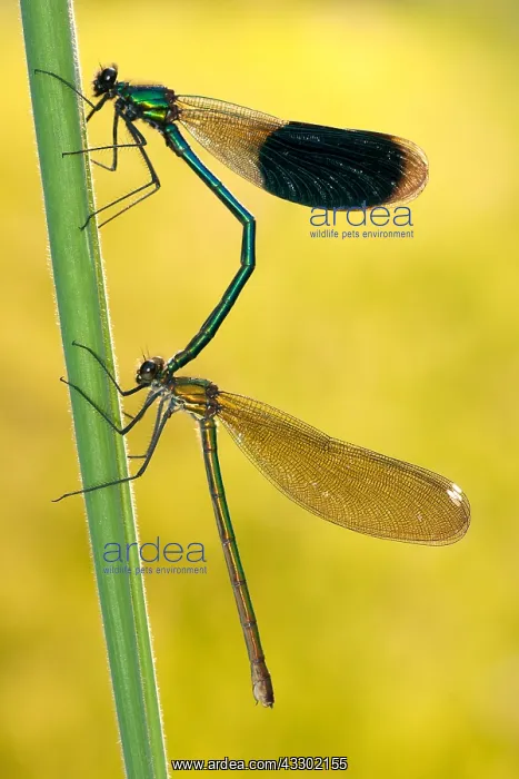 : close-up mating Banded demoiselle (Calopteryx s : close-up mating Banded demoiselle (Calopteryx s