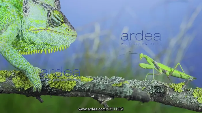 : Close-up, Mature green Veiled chameleon (Chamael : Close-up, Mature green Veiled chameleon (Chamael