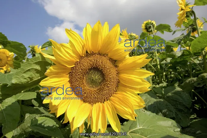 : Close-up of mature sunflower : Close-up of mature sunflower