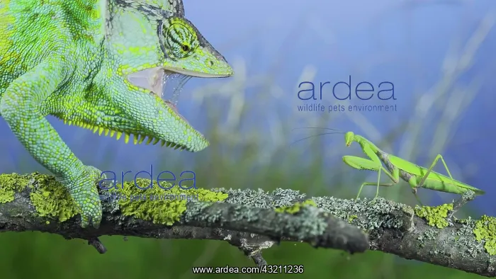 : Close-up of mature Veiled chameleon (Chamaeleo c : Close-up of mature Veiled chameleon (Chamaeleo c