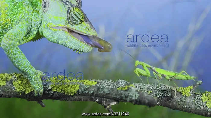 : Close-up of mature Veiled chameleon (Chamaeleo c : Close-up of mature Veiled chameleon (Chamaeleo c
