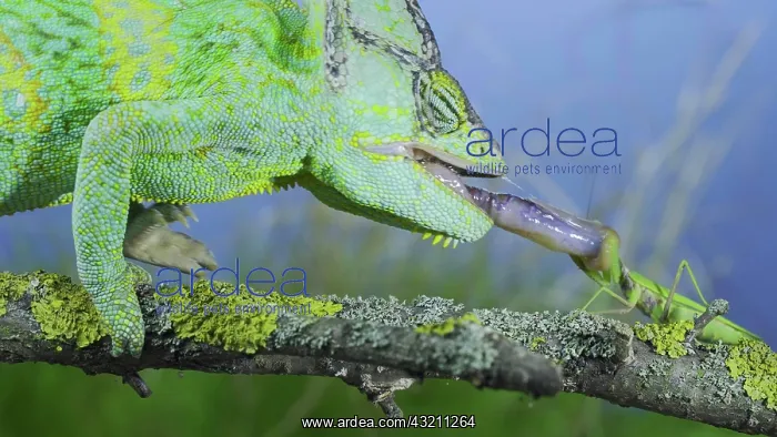 : Close-up of mature Veiled chameleon (Chamaeleo c : Close-up of mature Veiled chameleon (Chamaeleo c