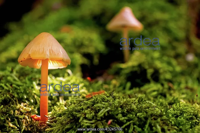 : Close-up of mushrooms on the forest floor : Close-up of mushrooms on the forest floor