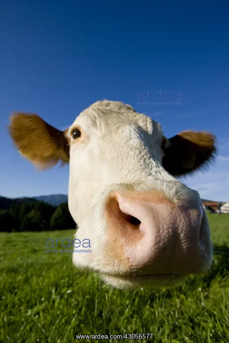 : Close-up of the muzzle of a Simmental cow in a meadow : Close-up of the muzzle of a Simmental cow in a meadow