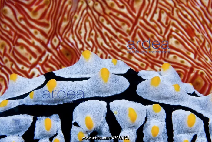 : Close-up of Nudibranch crawling past sea