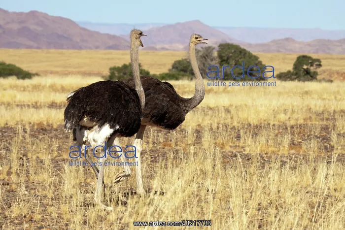 : Close-up of ostrich (Struthio camelus) pair : Close-up of ostrich (Struthio camelus) pair