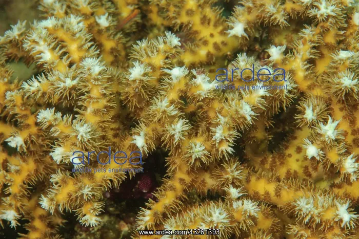 : Close-up of outstretched polyps of small polyp stony : Close-up of outstretched polyps of small polyp stony
